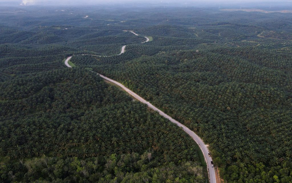 Ινδονησία: Αχανείς καλλιέργειες φοινικόδεντρου θα ξαναγίνουν δάσος