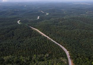 Ινδονησία: Αχανείς καλλιέργειες φοινικόδεντρου θα ξαναγίνουν δάσος