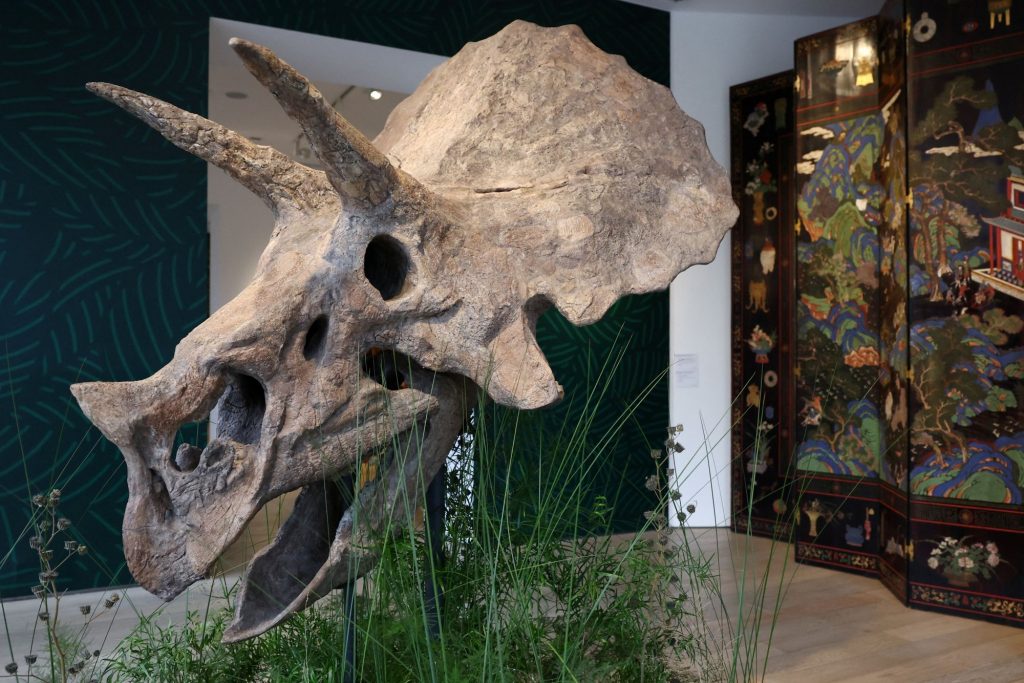 Στο «σφυρί» κρανίο δεινοσαύρου 68 εκατομμυρίων ετών – Πόσα θα «πιάσει»