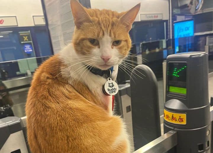 Η γάτα που… καλωσορίζει καθημερινά τους επιβάτες του μετρό