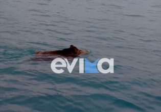 Βίντεο με αγριογούρουνο να κολυμπά στην Εύβοια