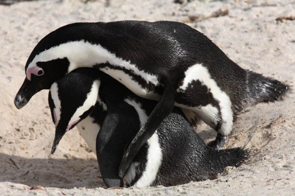 Τρεις ώρες προκαταρκτικά και μαζικά όργια εν κινήσει – Αυτή είναι η σεξουαλική ζωή των ζώων