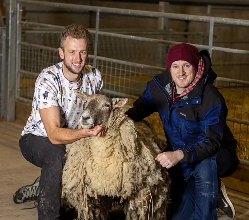 Το πιο θλιμμένο πρόβατο της Βρετανίας είναι χαρούμενο ξανά – Τι του συνέβη