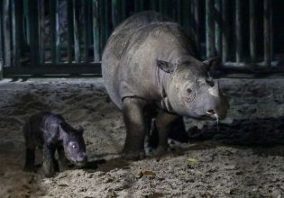 Σπάνιος ρινόκερος της Σουμάτρας γεννήθηκε στην Ινδονησία