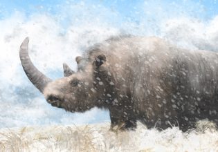 DNA προϊστορικού ρινόκερου ανακαλύφθηκε σε απολιθωμένα κόπρανα ύαινας