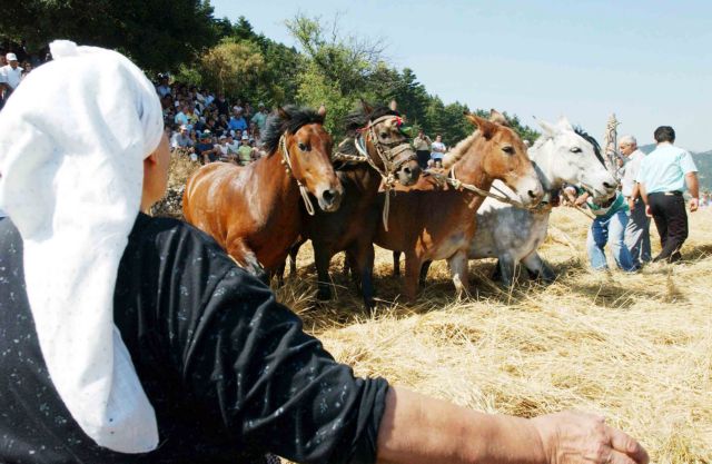 Πρόταση για πρόστιμο σε δημοτική επιχείρηση 10.000€ για κάθε άλογο που χρησιμοποιήθηκε σε αναπαράσταση εθίμου