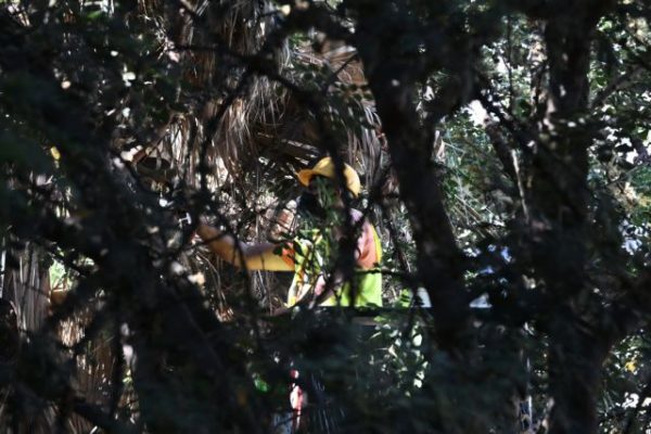 Δ. Αθηναίων: Υπεγράφη η σύμβαση για την προμήθεια 2.975 νέων δέντρων στο πλαίσιο της συνεργασίας για το Μετρό