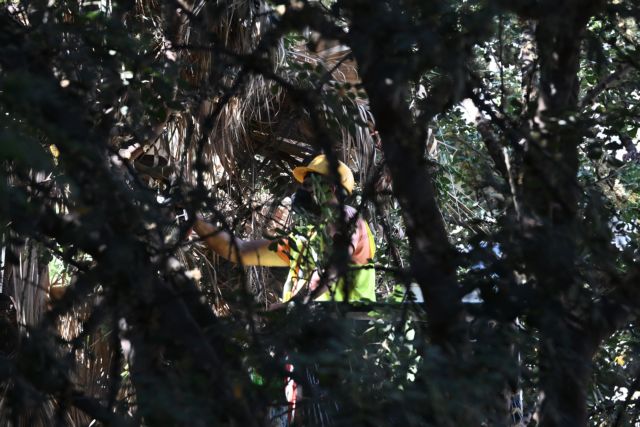 Δ. Αθηναίων: Υπεγράφη η σύμβαση για την προμήθεια 2.975 νέων δέντρων στο πλαίσιο της συνεργασίας για το Μετρό