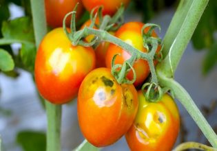 Λακωνία: Εντοπίστηκε ο ιός της καστανής ρυτίδωσης της ντομάτας