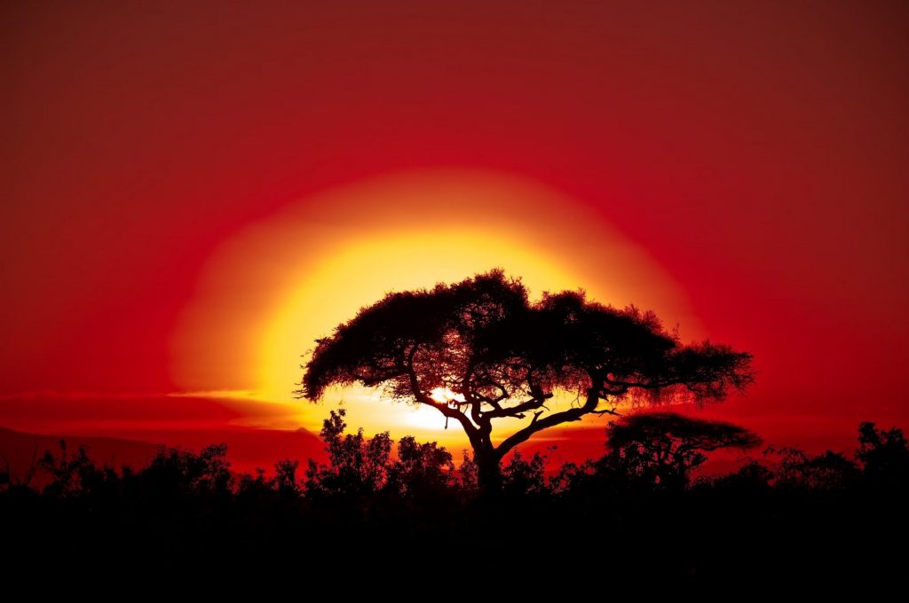 «Επανάσταση των δέντρων» στην Κένυα με… «σκιές»