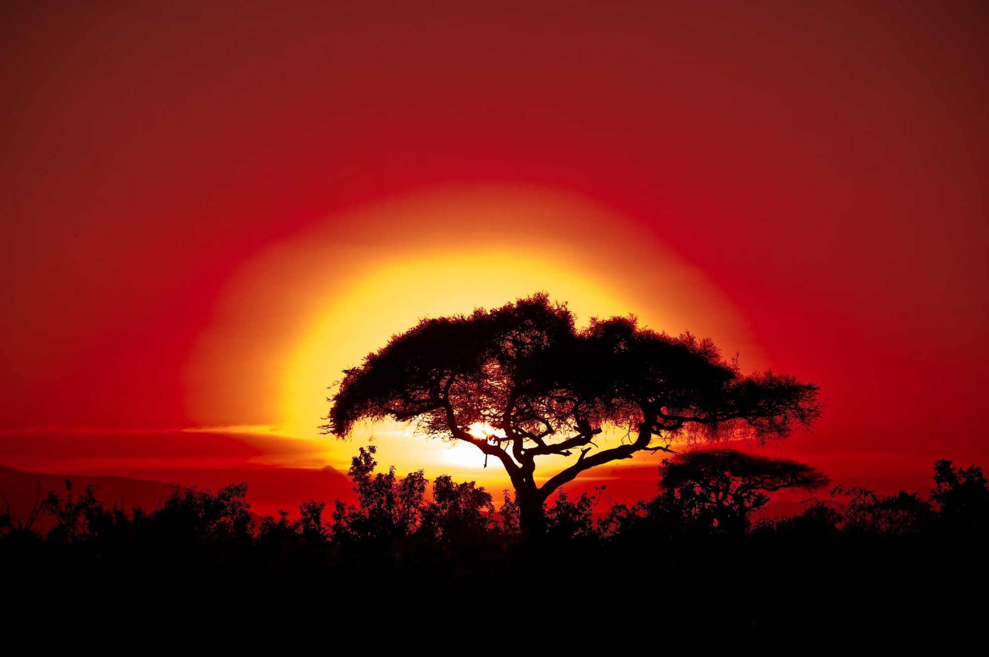 «Επανάσταση των δέντρων» στην Κένυα με… «σκιές»