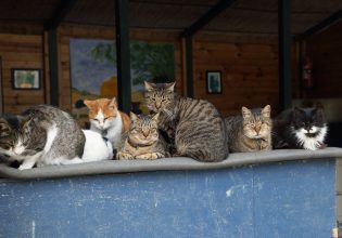 Κύπρος: Ασυνήθιστος υβριδικός ιός αποδεκατίζει τις γάτες του νησιού