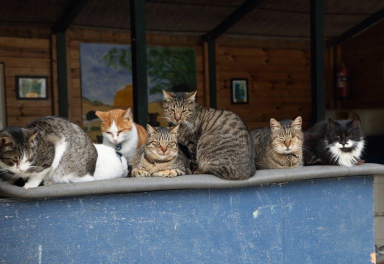 Κύπρος: Ασυνήθιστος υβριδικός ιός αποδεκατίζει τις γάτες του νησιού