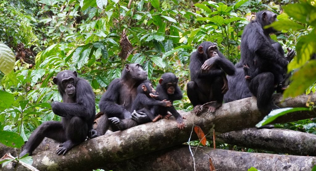 Χιμπατζήδες παρατηρήθηκαν να εφαρμόζουν ανθρώπινες τακτικές πολέμου