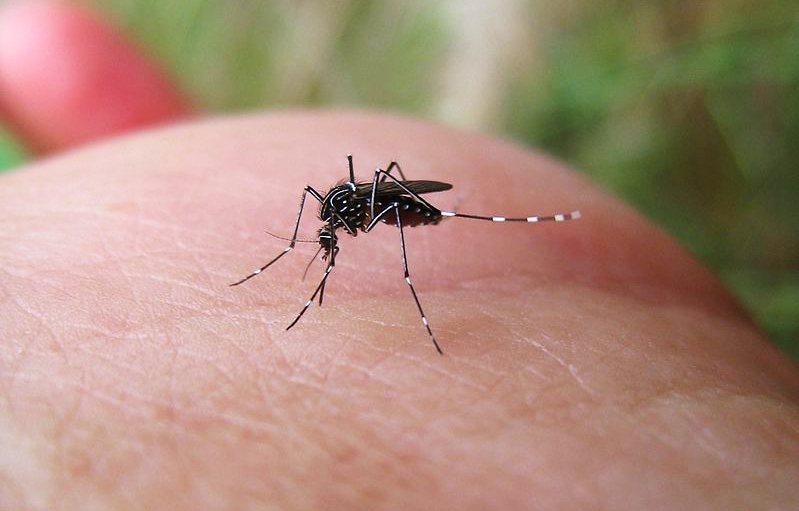 Τροποποιημένα κουνούπια σχεδόν εξαφάνισαν τον δάγκειο πυρετό στην Κολομβία
