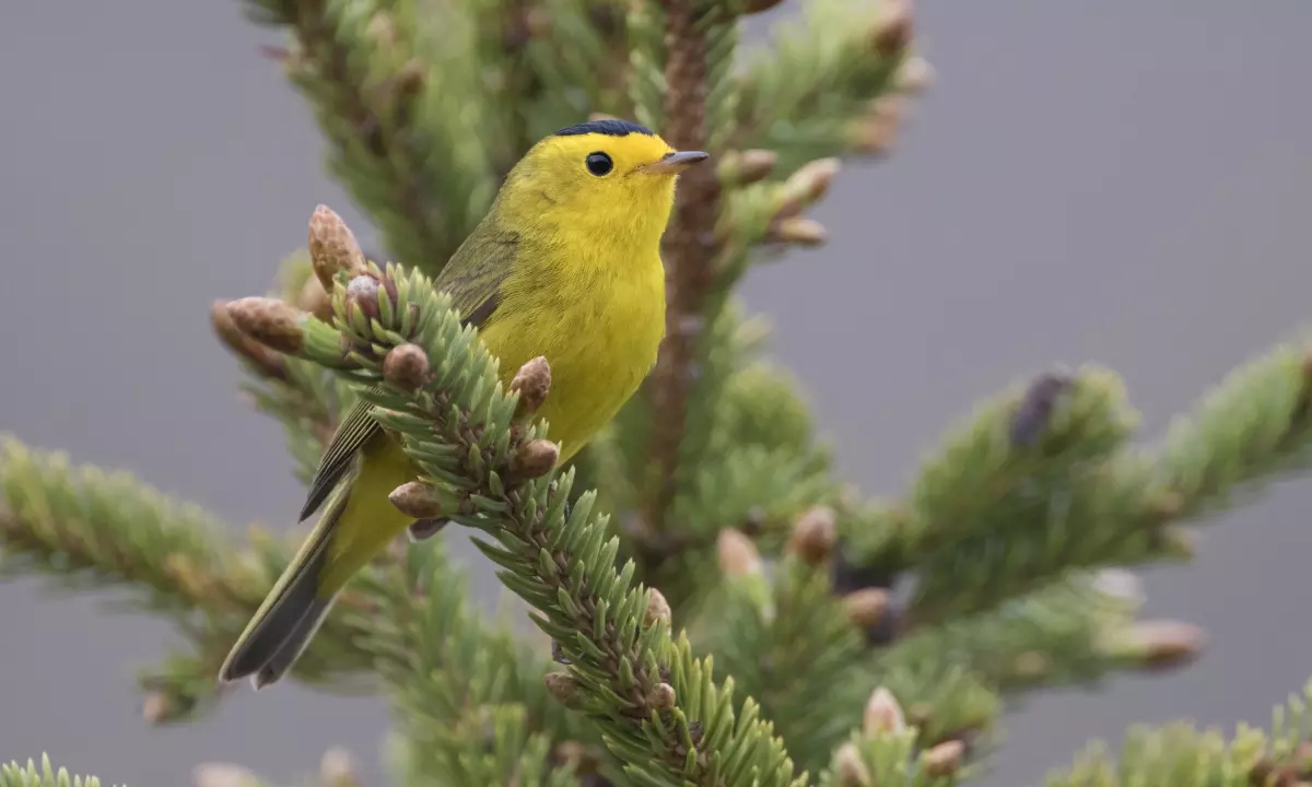 Η Ορνιθολογία ξεπλένει τις αποικιακές αμαρτίες της - Δεκάδες πουλιά αλλάζουν ονομασία