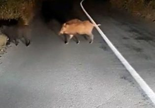 Εύβοια: Αποφεύχθηκε σύγκρουση ασθενοφόρου με αγριογούρουνο