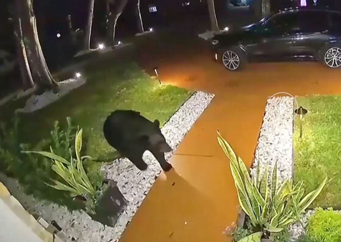 Φλόριντα: Αρκούδα κλέβει παραγγελία φαγητού από τη βεράντα σπιτιού
