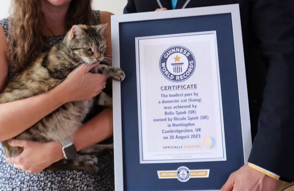 Bella: Η γάτα που μπήκε στο βιβλίο των ρεκόρ Γκίνες για το γουργουρητό της