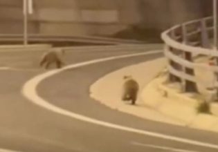 Τι δουλειά είχαν δύο αρκουδάκια στην Εγνατία οδό;