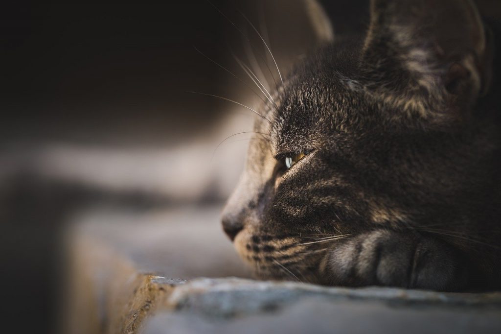 Γάτες: Ανησυχία στη Βρετανία – Εντοπίστηκε κοροναϊός των αιλουροειδών που έχει σκοτώσει χιλιάδες στην Κύπρο