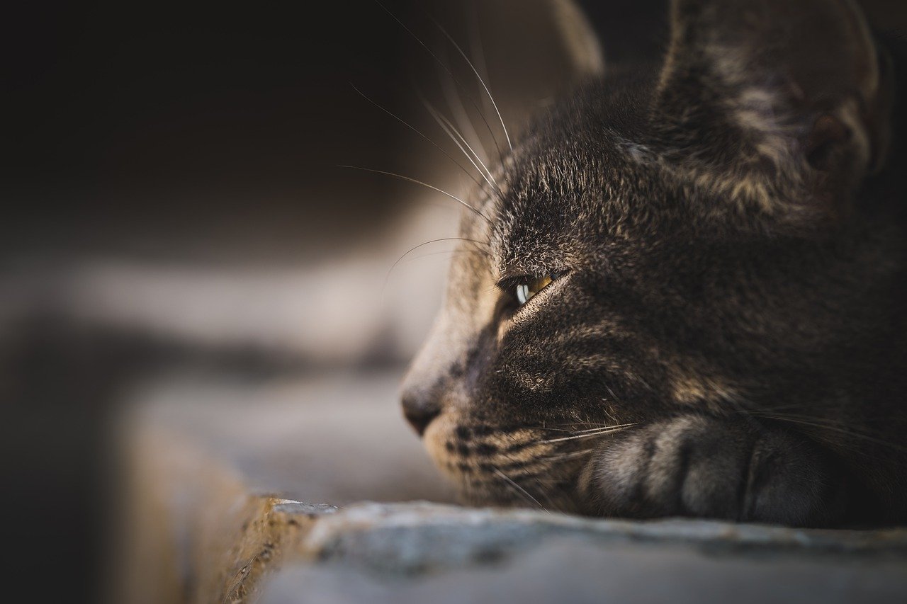 Γάτες: Ανησυχία στη Βρετανία - Εντοπίστηκε κοροναϊός των αιλουροειδών που έχει σκοτώσει χιλιάδες στην Κύπρο