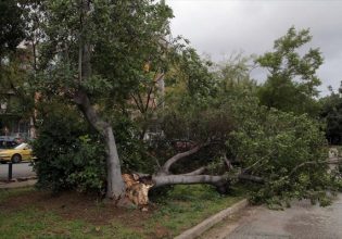 Οι θυελλώδεις άνεμοι ξερίζωσαν μεγάλο πλάτανο στη Θεσσαλονίκη – Έπεσε σε οχήματα