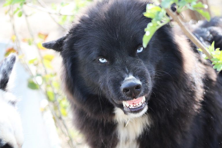 Τι μπορεί να φταίει και να δεχτούμε «επίθεση» από τον σκύλο μας; – Πώς θα εξαλείψουμε αυτήν τη συμπεριφορά