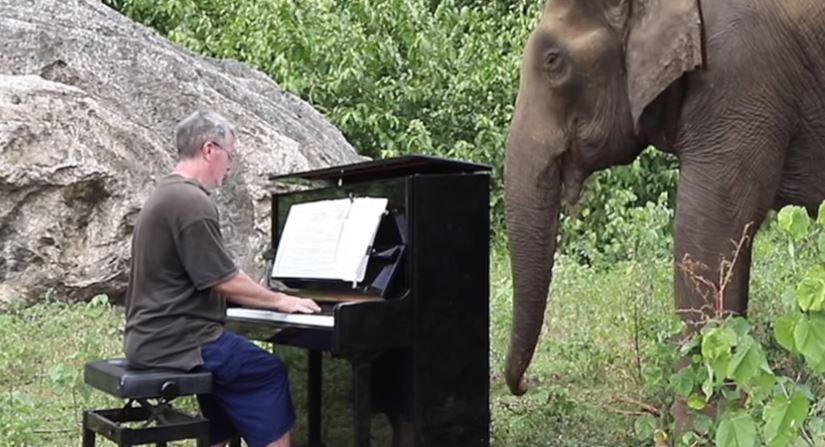Ο μουσικός που έπαιζε πιάνο σε διασωθέντες ελέφαντες