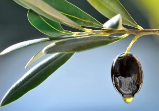 Φυτοφάρμακα: Τι ισχύει με τα ανώτατα όρια υπολειμμάτων της ουσίας phosmet σε ελαιόλαδο