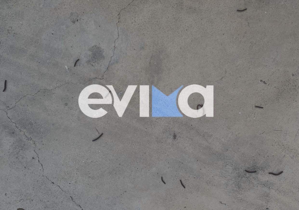 «Επέλαση» σκουληκιών στην Εύβοια - Δείτε φωτογραφίες