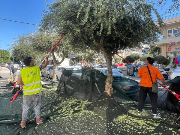 «Ελαιομαζέματα» στο Δήμο Παλαιού Φαλήρου για καλό σκοπό