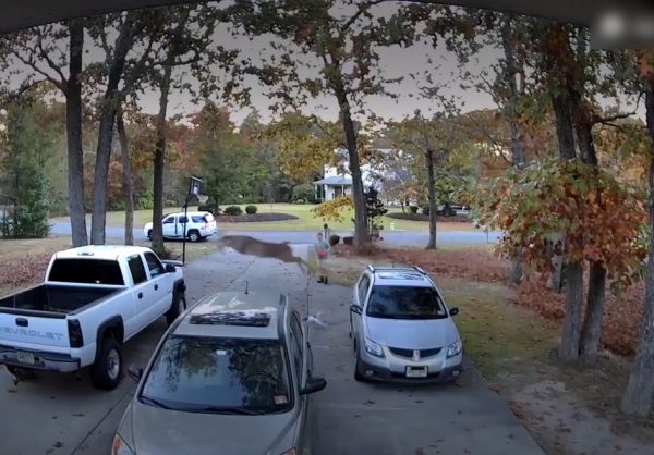 Το «ιπτάμενο» ελάφι – Η «βουτιά» πάνω από δύο αυτοκίνητα