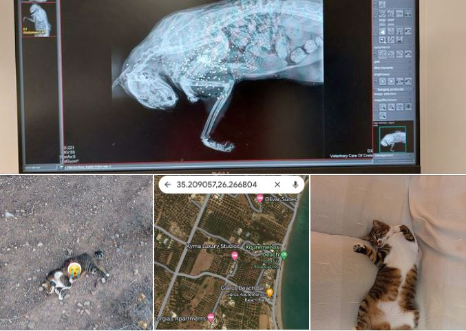 Κρήτη: Τουρίστες «επικήρυξαν» τον κυνηγό που τους σκότωσε τη γάτα - Δίνουν 2.000 ευρώ