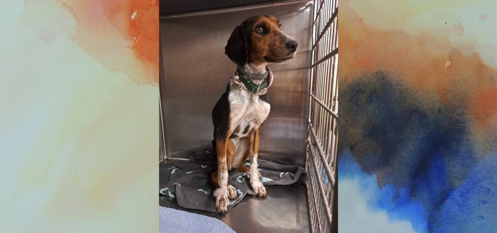 Hλιούπολη: Η Ζωοφιλική Ένωση ζητά φιλοξενία για σκυλάκι με λεϊσμανίαση