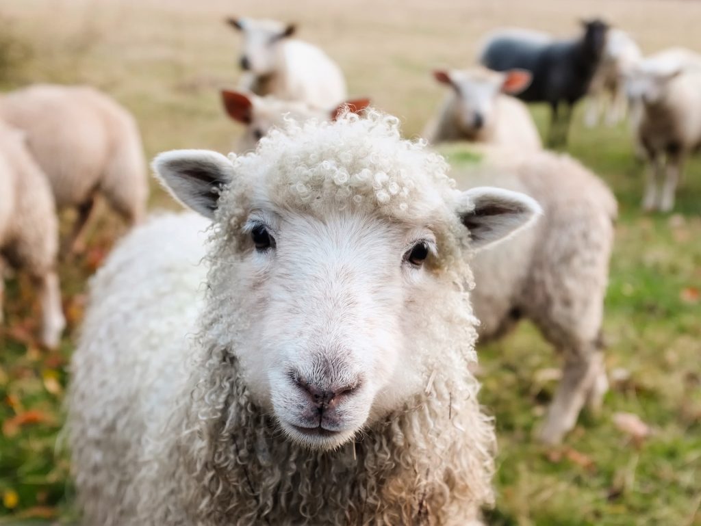 Ρέθυμνο: Κατασχέθηκαν πρόβατα στο Δήμο Πλατανιά Χανίων