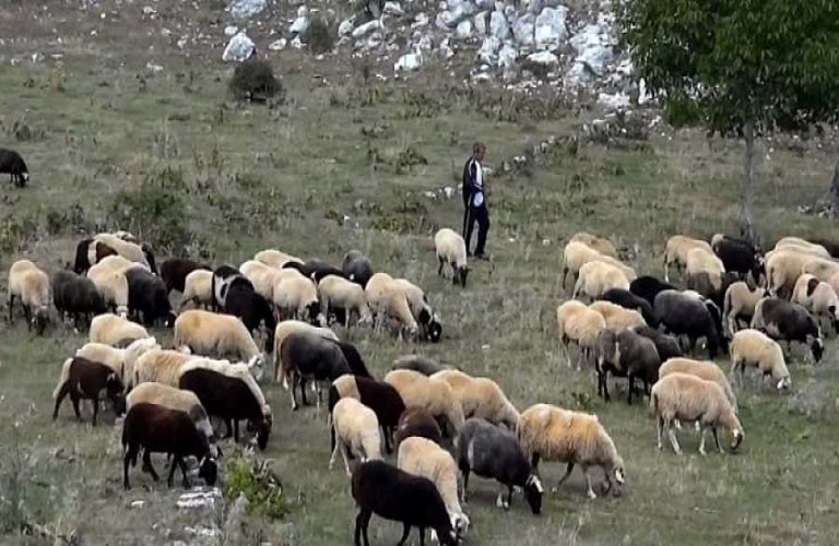 Σταύρος Κελέτσης: Πρότυπα επιδοτούμενα κτηνοτροφικά πάρκα και στον Έβρο