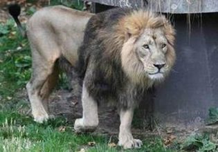 Ιταλία: Λιοντάρι κυκλοφορεί ελεύθερο – Μείνετε στα σπίτια σας, λέει ο δήμαρχος