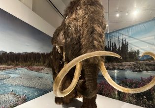 Εργαστήριο κατασκευής… μαμούθ – Η επανεμφάνιση των εξαφανισμένων ζώων