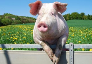 Χοιροτροφία: Ξεκινούν αιτήσεις για την καλή μεταχείριση χοίρων