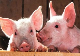 Χοιροτροφία: Στα 28,5 εκατ. ευρώ η «καλή μεταχείριση των χοίρων»