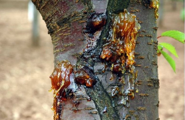 Πυρηνόκαρπα: Πώς θα αντιμετωπίσετε τις φθινοπωρινές προσβολές