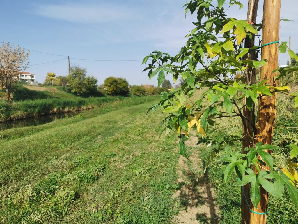 Πρασινίζουν τα Τρίκαλα με 1300 νέα δέντρα