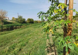 Πρασινίζουν τα Τρίκαλα με 1300 νέα δέντρα