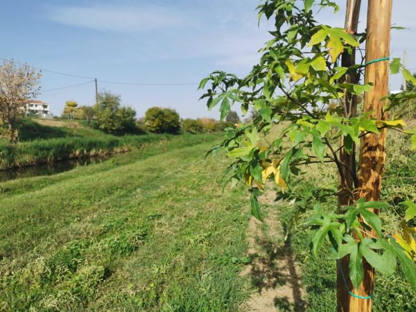 Πρασινίζουν τα Τρίκαλα με 1300 νέα δέντρα