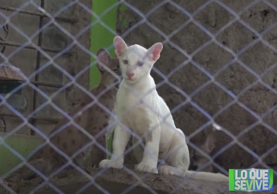 Νικαράγουα: Σπάνιο πούμα με αλμπινισμό «κλέβει» τις εντυπώσεις σε ζωολογικό κήπο