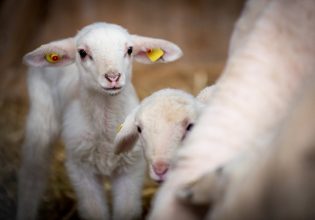 Κρήτη: Γιατί τα νεογέννητα αιγοπρόβατα πεθαίνουν το ένα μετά το άλλο;