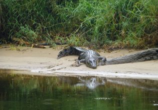 Αυστραλία: Γλίτωσε από κροκόδειλο δαγκώνοντάς τον