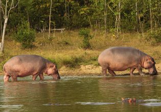«Έξω οι ιπποπόταμοι» του Εσκομπάρ