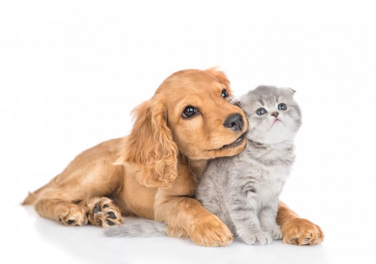 Φέτος τη Black Friday θα ψωνίσουμε… τροφή για τη γάτα και τον σκύλο